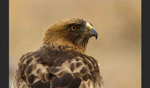 Zwergadler (Aquila pennata)