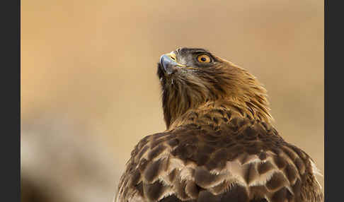 Zwergadler (Aquila pennata)