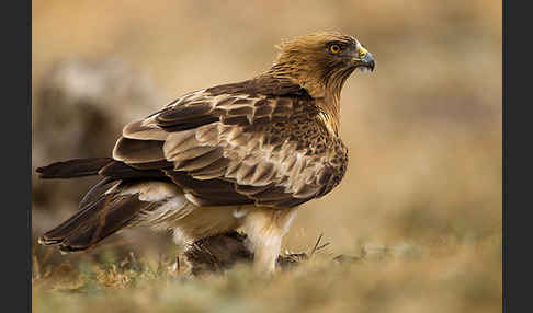 Zwergadler (Aquila pennata)