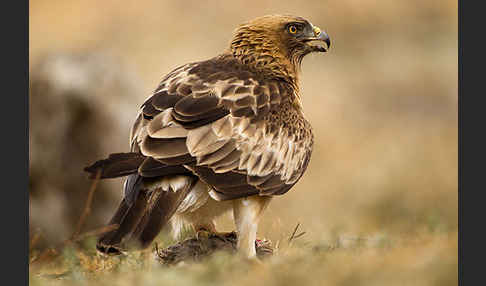 Zwergadler (Aquila pennata)