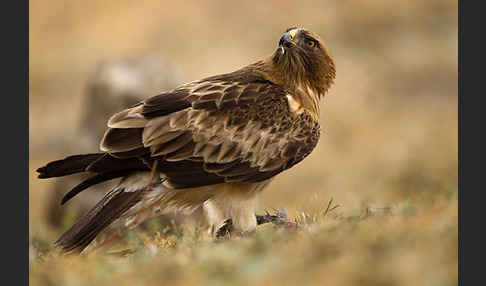 Zwergadler (Aquila pennata)