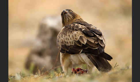 Zwergadler (Aquila pennata)