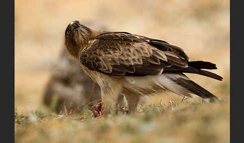 Zwergadler (Aquila pennata)