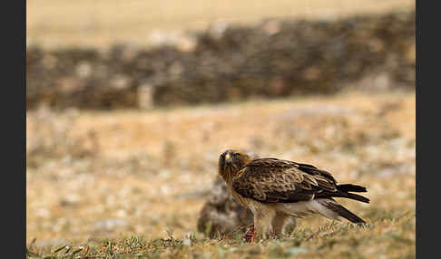 Zwergadler (Aquila pennata)