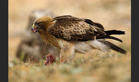 Zwergadler (Aquila pennata)