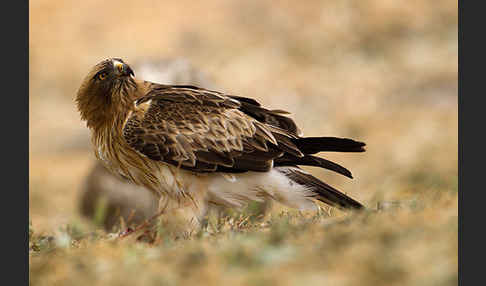 Zwergadler (Aquila pennata)