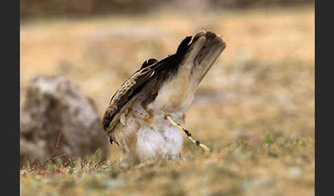 Zwergadler (Aquila pennata)