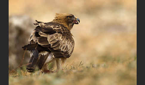 Zwergadler (Aquila pennata)