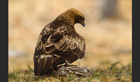 Zwergadler (Aquila pennata)