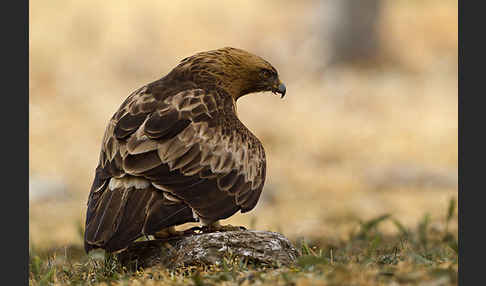 Zwergadler (Aquila pennata)