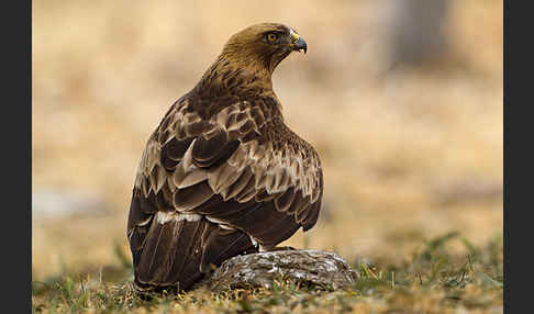 Zwergadler (Aquila pennata)