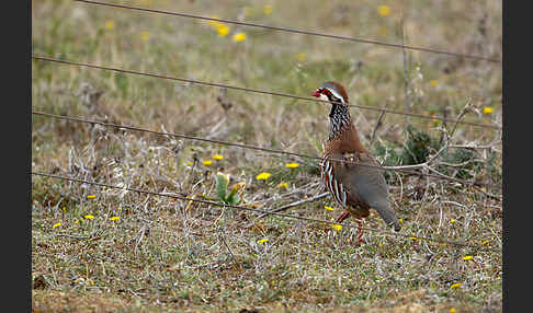 Rothuhn (Alectoris rufa)