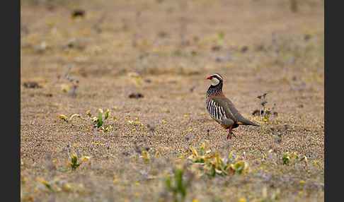 Rothuhn (Alectoris rufa)