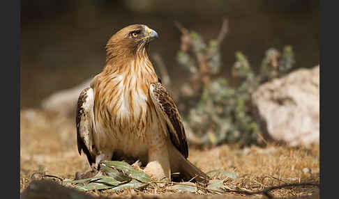 Zwergadler (Aquila pennata)