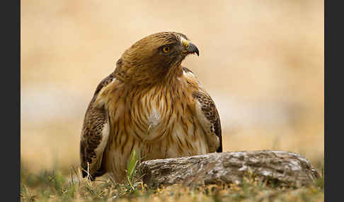 Zwergadler (Aquila pennata)