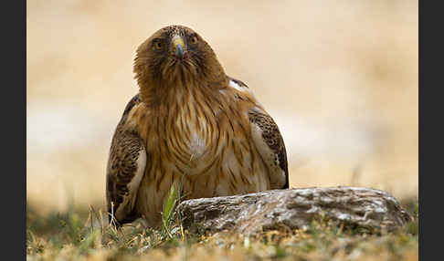 Zwergadler (Aquila pennata)