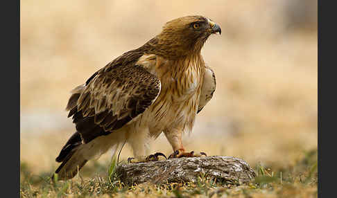 Zwergadler (Aquila pennata)