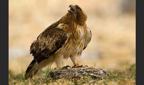 Zwergadler (Aquila pennata)