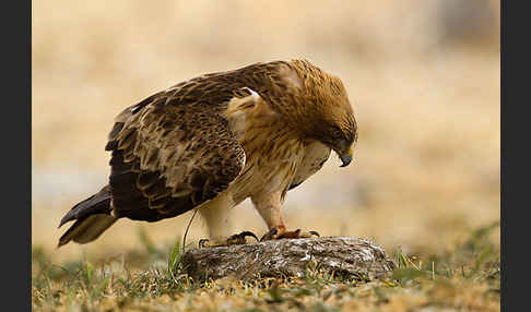 Zwergadler (Aquila pennata)