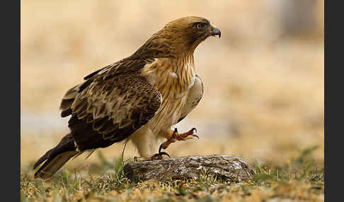 Zwergadler (Aquila pennata)