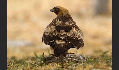 Zwergadler (Aquila pennata)