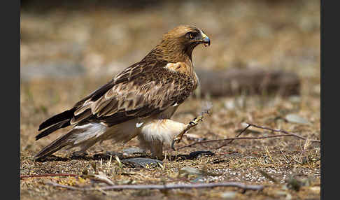 Zwergadler (Aquila pennata)