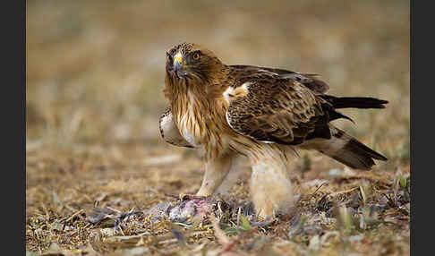 Zwergadler (Aquila pennata)