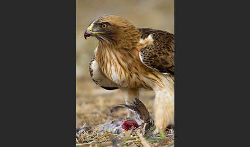 Zwergadler (Aquila pennata)