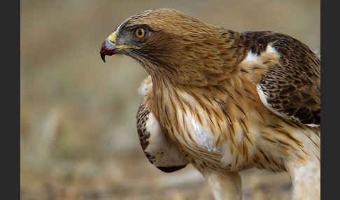 Zwergadler (Aquila pennata)