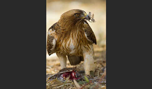 Zwergadler (Aquila pennata)