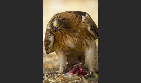 Zwergadler (Aquila pennata)