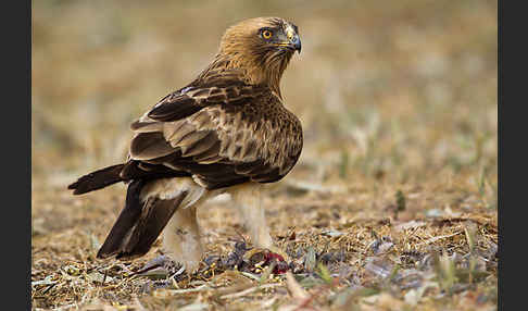 Zwergadler (Aquila pennata)