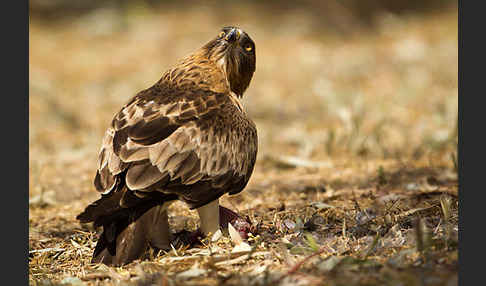 Zwergadler (Aquila pennata)