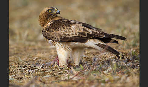 Zwergadler (Aquila pennata)