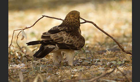 Zwergadler (Aquila pennata)