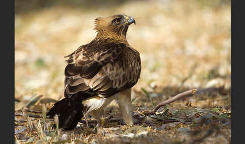 Zwergadler (Aquila pennata)