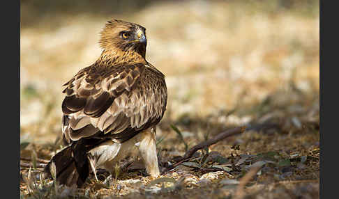 Zwergadler (Aquila pennata)