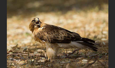 Zwergadler (Aquila pennata)