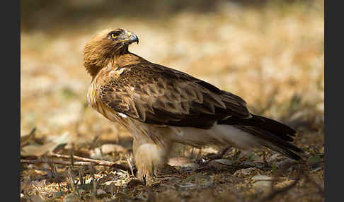 Zwergadler (Aquila pennata)