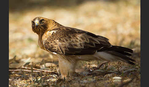 Zwergadler (Aquila pennata)