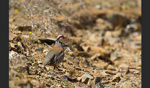 Rothuhn (Alectoris rufa)