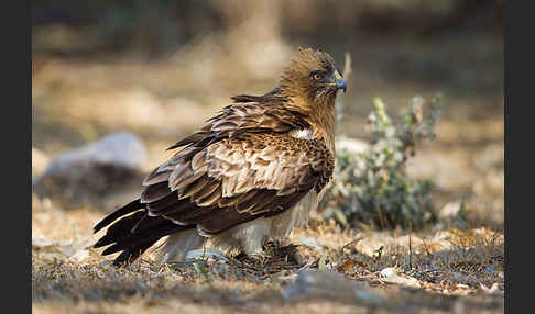 Zwergadler (Aquila pennata)