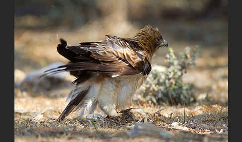 Zwergadler (Aquila pennata)