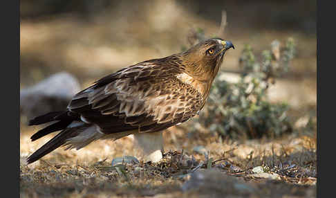 Zwergadler (Aquila pennata)