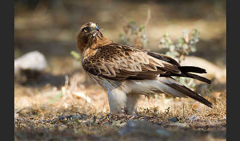 Zwergadler (Aquila pennata)