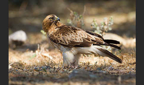 Zwergadler (Aquila pennata)