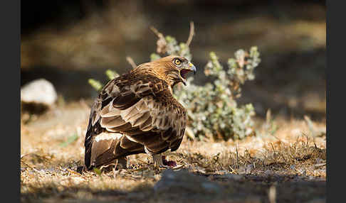 Zwergadler (Aquila pennata)