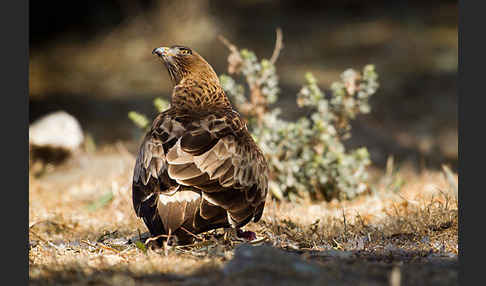 Zwergadler (Aquila pennata)