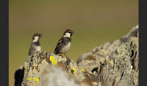 Weidensperling (Passer hispaniolensis)