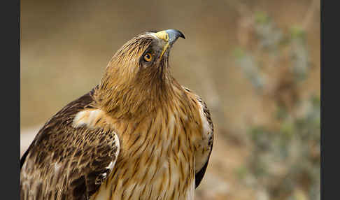 Zwergadler (Aquila pennata)